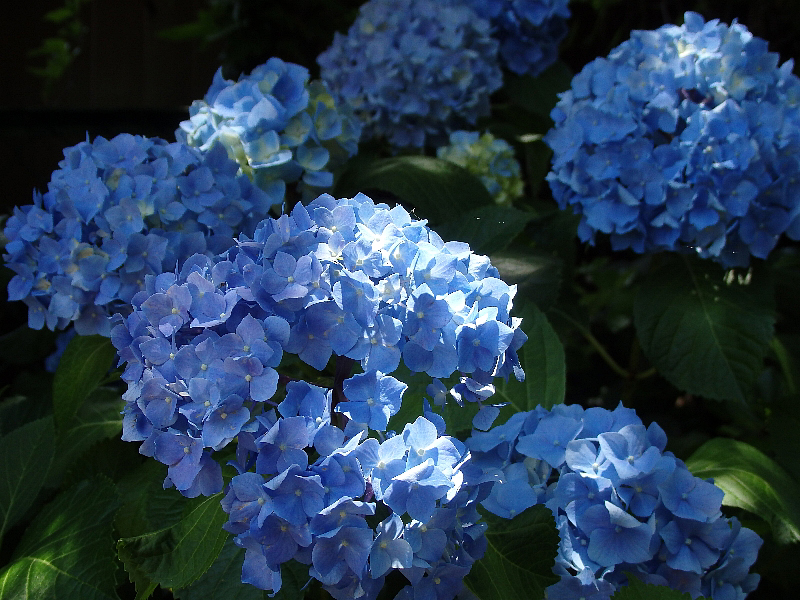 f:id:noraneko222:20170616200946j:image