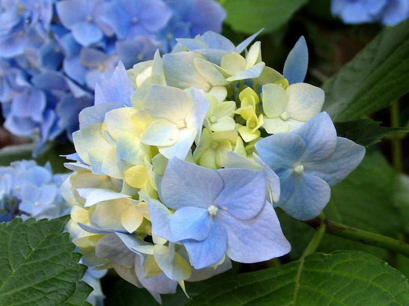 f:id:noraneko222:20170616200947j:image