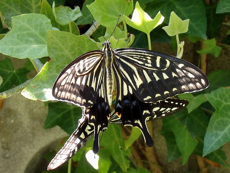 f:id:noraneko222:20170810190924j:image f:id:noraneko222:20170810190924j:image