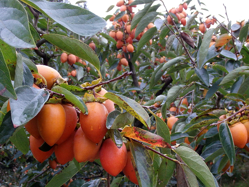 f:id:noraneko222:20171016191414j:image f:id:noraneko222:20171016191414j:image