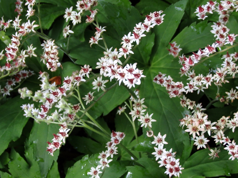 [イワヤツデ][丹頂草]