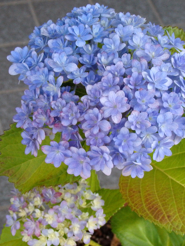 f:id:noraneko222:20180607221955j:image f:id:noraneko222:20180607221955j:image