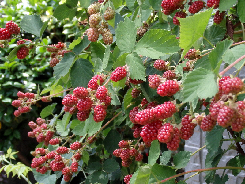 f:id:noraneko222:20180701221445j:image f:id:noraneko222:20180701221445j:image