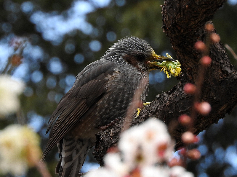 [野鳥]