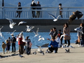 [竹島海岸][ユリカモメ]