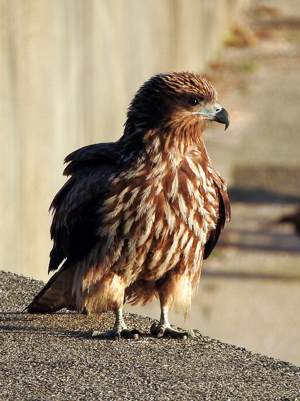 個別「[トビ]」の写真、画像 野鳥 noraneko222's fotolife