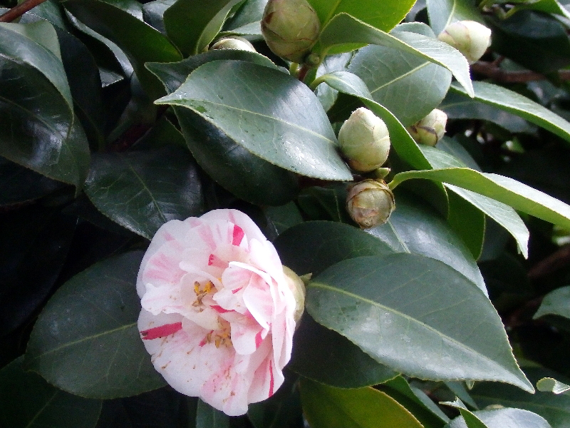 f:id:noraneko222:20190216230744j:plain