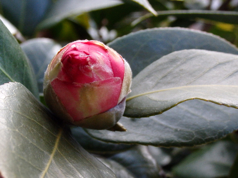 f:id:noraneko222:20190216230841j:plain