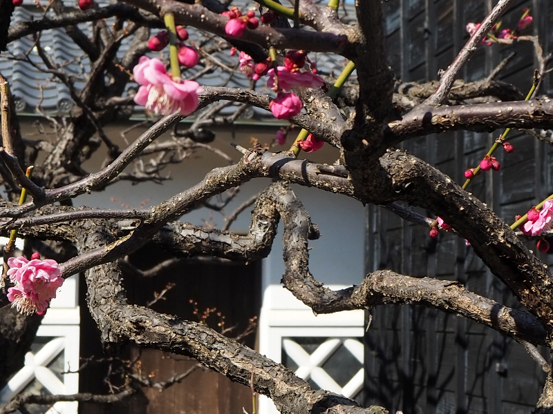 f:id:noraneko222:20190218204027j:plain