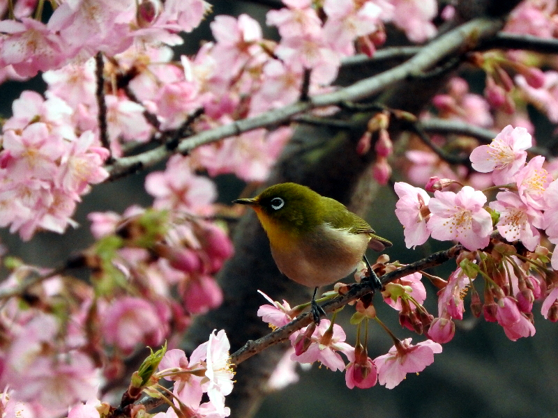 f:id:noraneko222:20190228212843j:plain