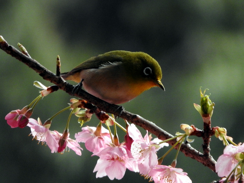 f:id:noraneko222:20190228213053j:plain