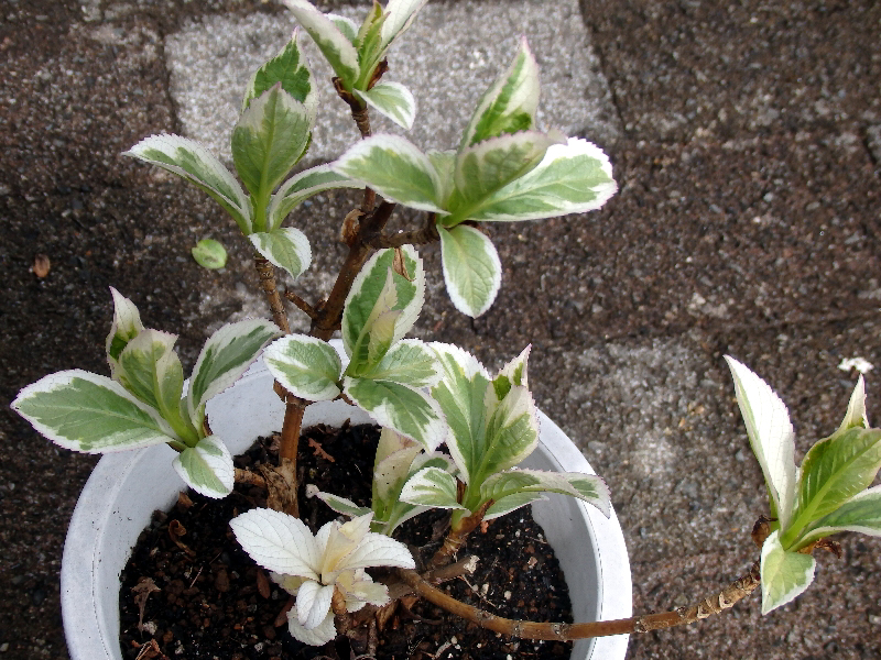 斑入り額紫陽花の新芽 19 3 4 新 ぼちぼち植物などを