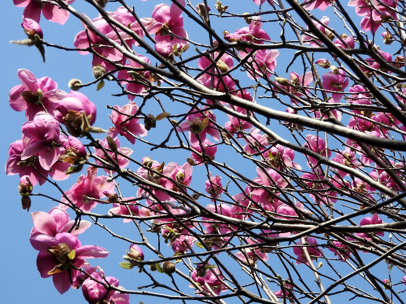 f:id:noraneko222:20190322214436j:plain f:id:noraneko222:20190322214436j:plain