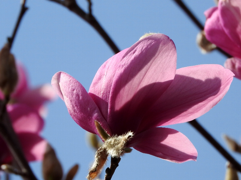 f:id:noraneko222:20190322214707j:plain f:id:noraneko222:20190322214707j:plain