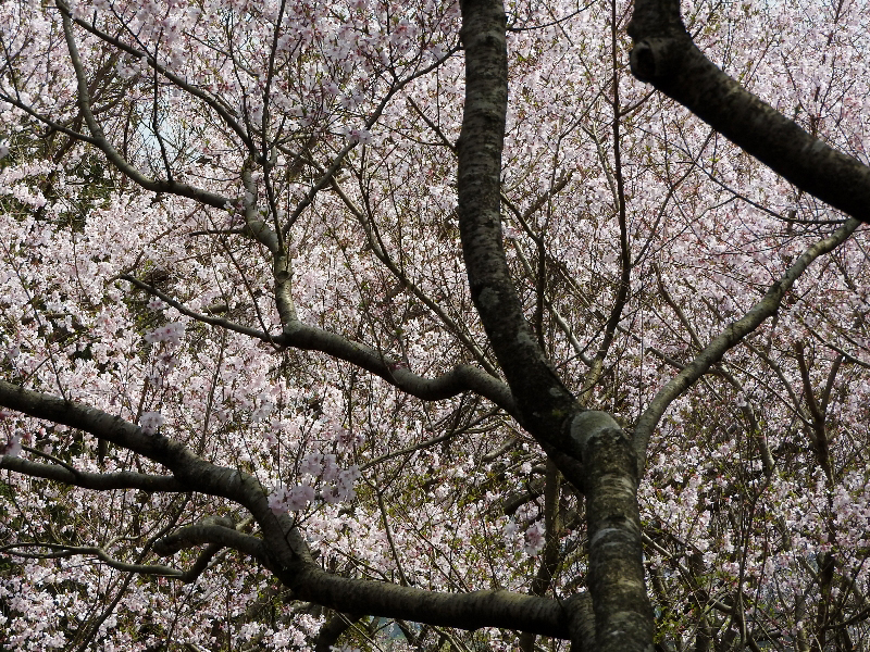 f:id:noraneko222:20190330223034j:plain f:id:noraneko222:20190330223034j:plain
