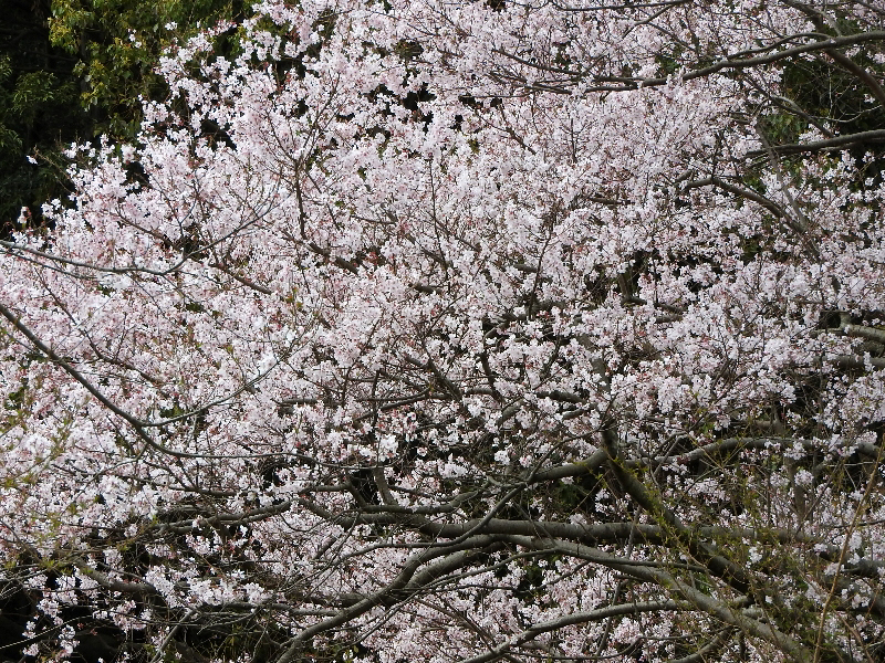 f:id:noraneko222:20190330223123j:plain f:id:noraneko222:20190330223123j:plain