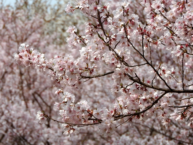 f:id:noraneko222:20190330223245j:plain f:id:noraneko222:20190330223245j:plain
