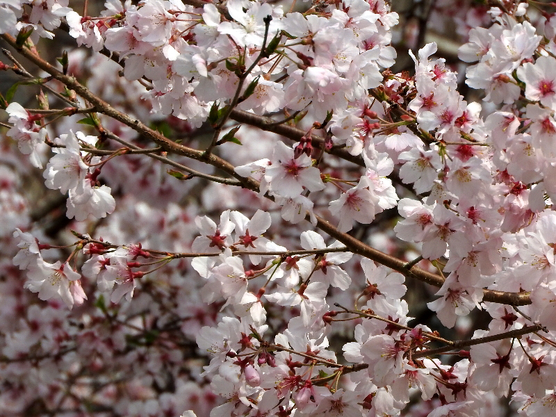 f:id:noraneko222:20190330223334j:plain f:id:noraneko222:20190330223334j:plain