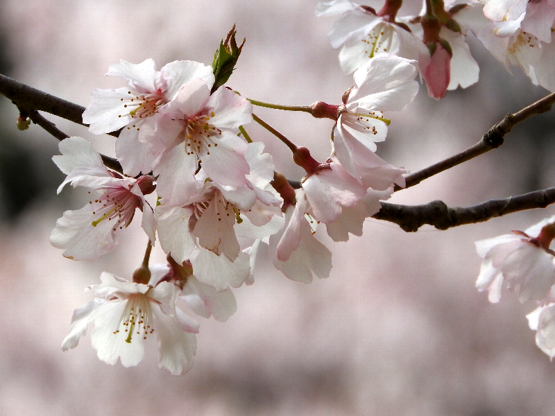 f:id:noraneko222:20190330223419j:plain f:id:noraneko222:20190330223419j:plain