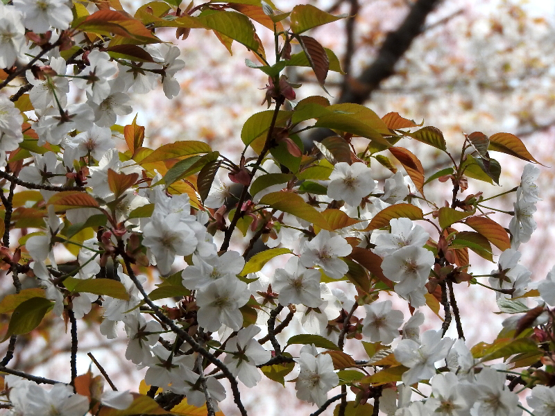 f:id:noraneko222:20190330223445j:plain f:id:noraneko222:20190330223445j:plain