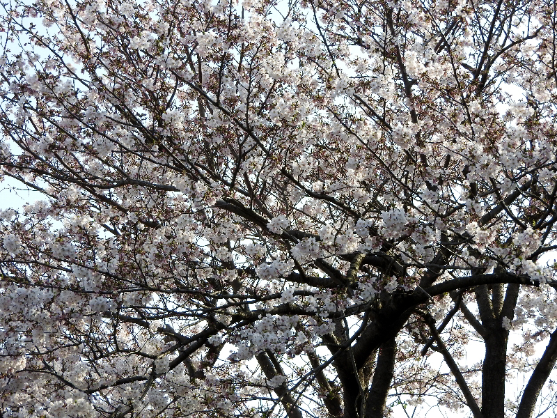 f:id:noraneko222:20190411225138j:plain