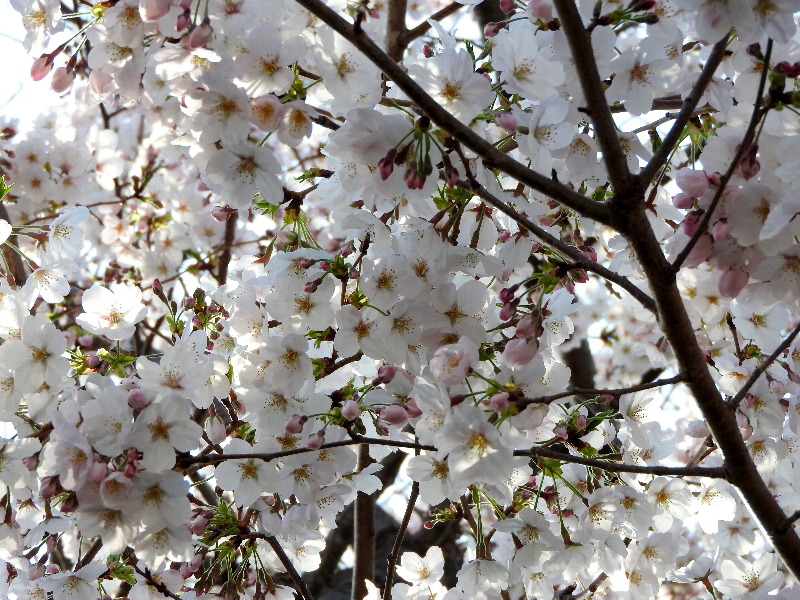 f:id:noraneko222:20190411225201j:plain