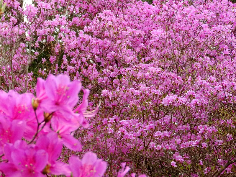 f:id:noraneko222:20190413230703j:plain f:id:noraneko222:20190413230703j:plain