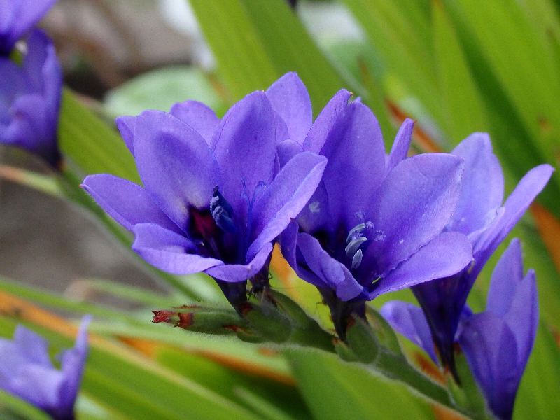 f:id:noraneko222:20190425194202j:plain f:id:noraneko222:20190425194202j:plain