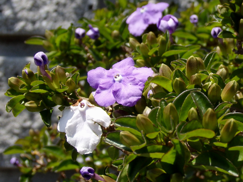 f:id:noraneko222:20190503220425j:plain f:id:noraneko222:20190503220425j:plain