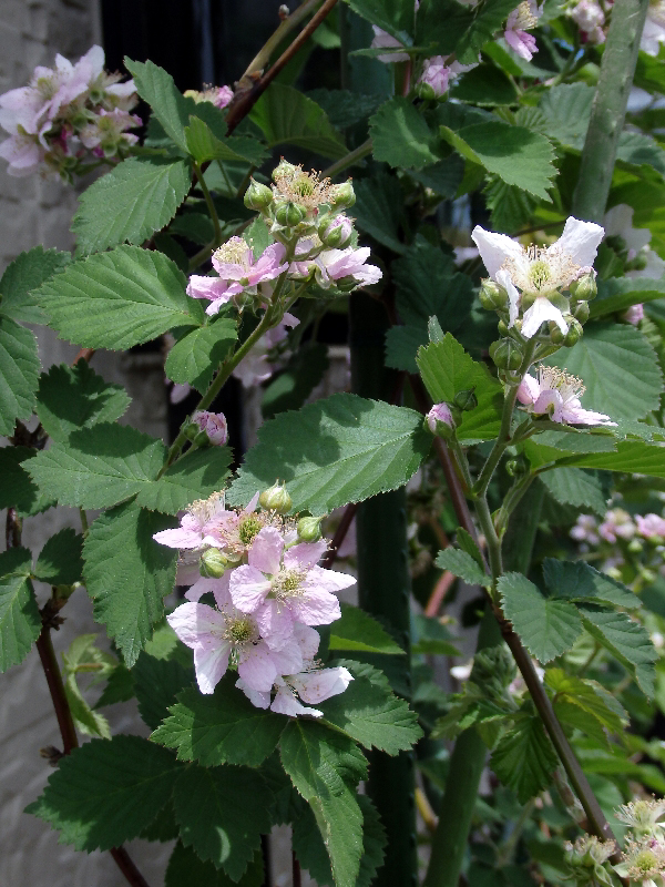 f:id:noraneko222:20190510203311j:plain f:id:noraneko222:20190510203311j:plain