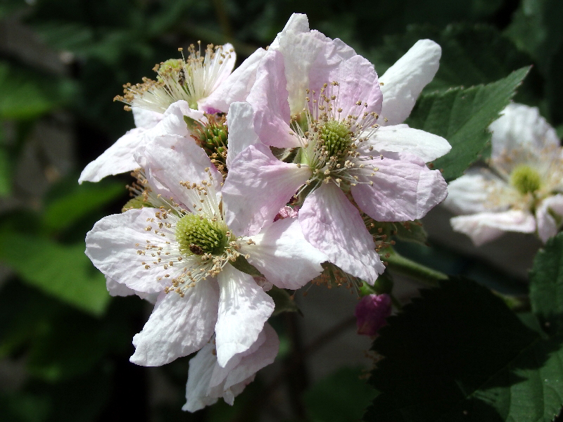 f:id:noraneko222:20190510203339j:plain f:id:noraneko222:20190510203339j:plain