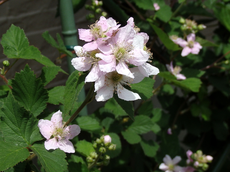 f:id:noraneko222:20190510203413j:plain f:id:noraneko222:20190510203413j:plain