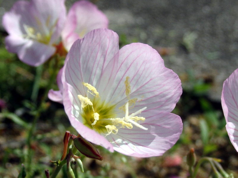 f:id:noraneko222:20190527212721j:plain f:id:noraneko222:20190527212721j:plain