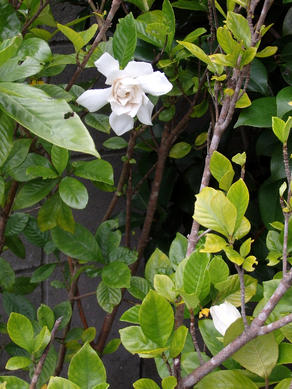 f:id:noraneko222:20190630211220j:plain f:id:noraneko222:20190630211220j:plain
