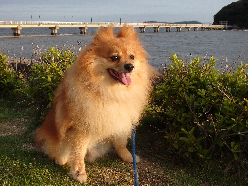 f:id:noraneko222:20190722213151j:plain