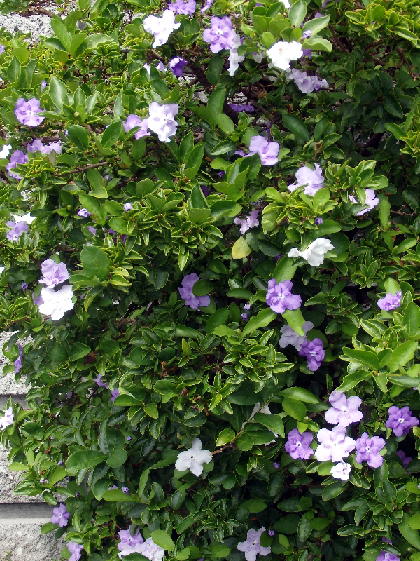 f:id:noraneko222:20190909213408j:plain f:id:noraneko222:20190909213408j:plain