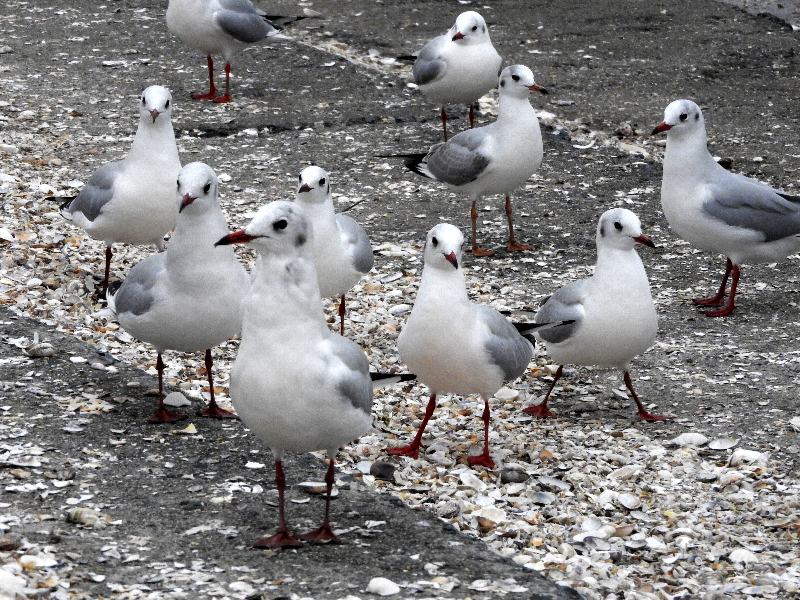 f:id:noraneko222:20191108192231j:plain f:id:noraneko222:20191108192231j:plain