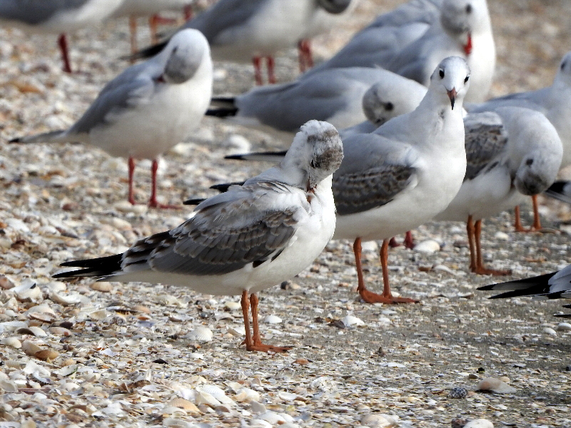 f:id:noraneko222:20191108192406j:plain f:id:noraneko222:20191108192406j:plain