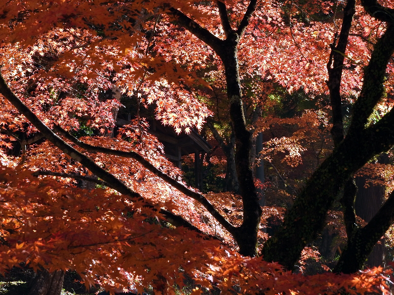 f:id:noraneko222:20191122200606j:plain f:id:noraneko222:20191122200606j:plain