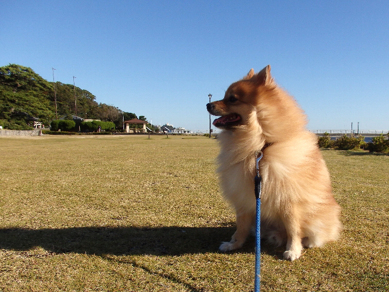 f:id:noraneko222:20191204203803j:plain