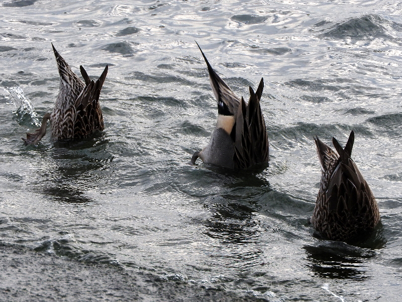 f:id:noraneko222:20191226214114j:plain f:id:noraneko222:20191226214114j:plain