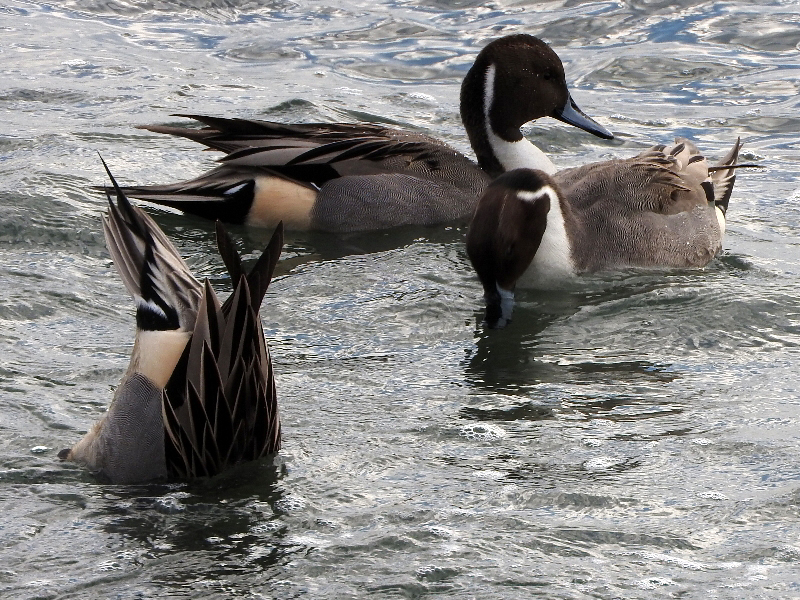 f:id:noraneko222:20191226214146j:plain f:id:noraneko222:20191226214146j:plain