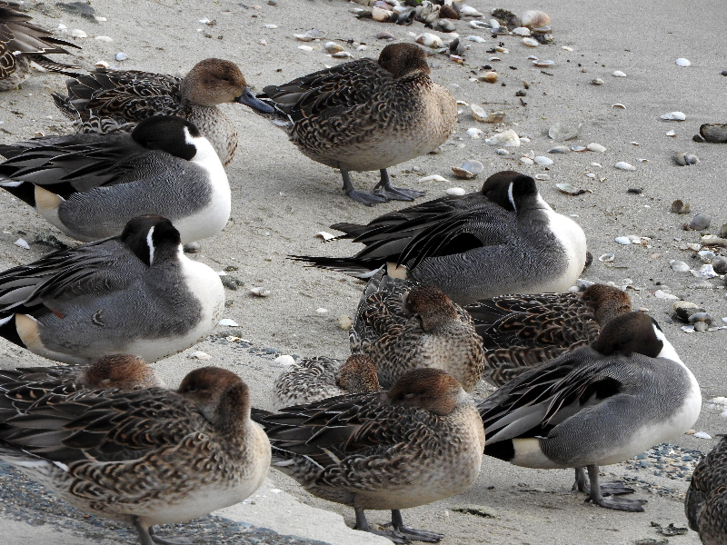 f:id:noraneko222:20191226214220j:plain f:id:noraneko222:20191226214220j:plain