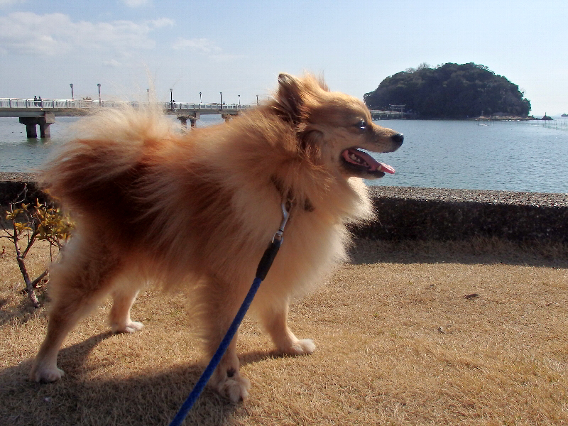 f:id:noraneko222:20200311194124j:plain f:id:noraneko222:20200311194124j:plain