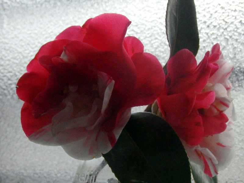 f:id:noraneko222:20200319203214j:plain f:id:noraneko222:20200319203214j:plain