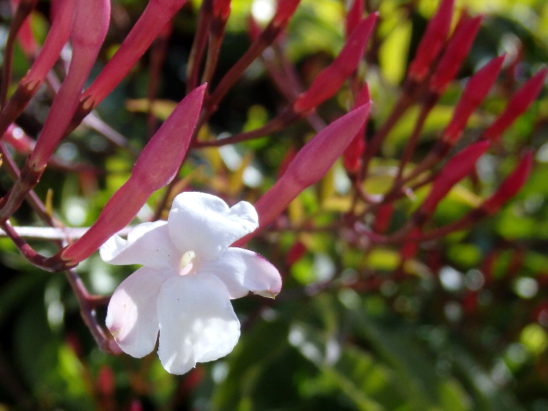 f:id:noraneko222:20200325201231j:plain f:id:noraneko222:20200325201231j:plain