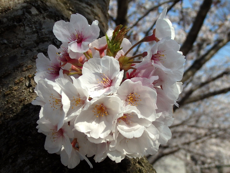 f:id:noraneko222:20200414211948j:plain f:id:noraneko222:20200414211948j:plain