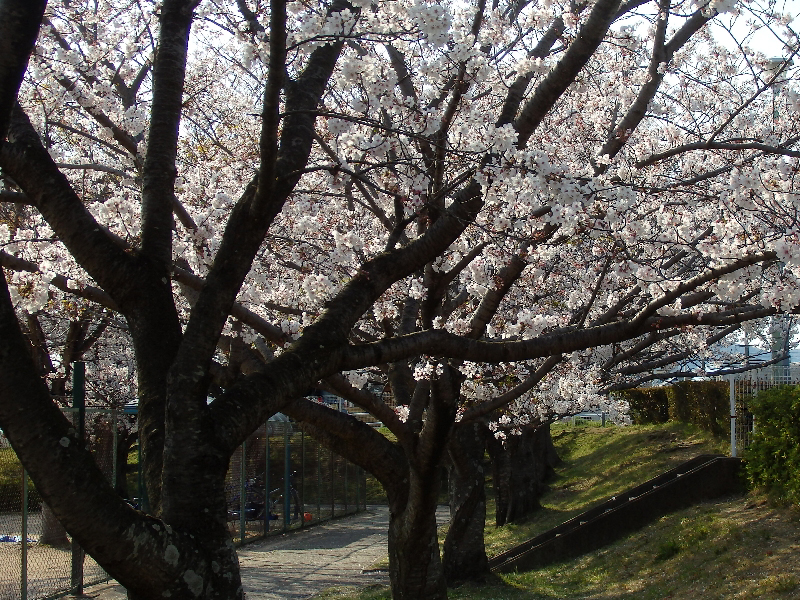 f:id:noraneko222:20200414212003j:plain f:id:noraneko222:20200414212003j:plain