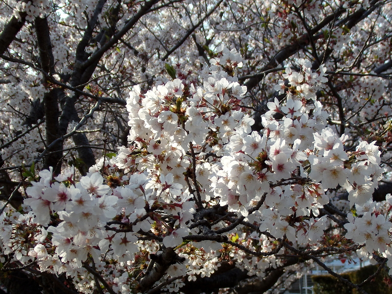 f:id:noraneko222:20200414212016j:plain f:id:noraneko222:20200414212016j:plain