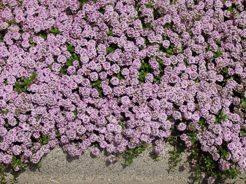 f:id:noraneko222:20200420210333j:plain f:id:noraneko222:20200420210333j:plain